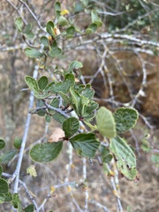Cercocarpus