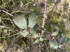 Rubus