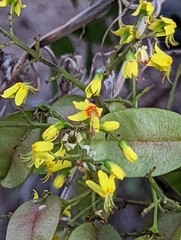 Koelreuteria paniculata
