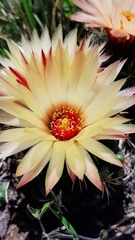 Coryphantha elephantidens