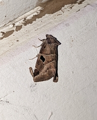 Plagiomimicus pityochromus