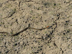 Thamnophis sirtalis concinnus