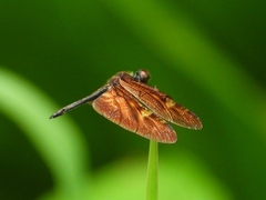 Rhyothemis obsolescens