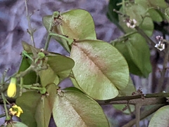 Koelreuteria paniculata