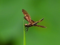 Rhyothemis obsolescens