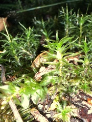 Atrichum undulatum