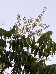 Koelreuteria paniculata