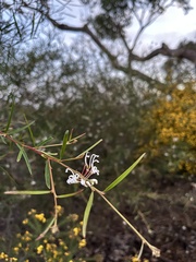 Grevillea linearifolia