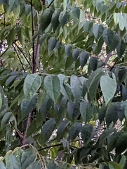 Koelreuteria paniculata