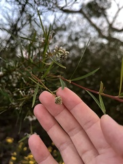 Grevillea linearifolia