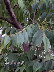 Koelreuteria paniculata