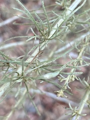 Aceria paracalifornica