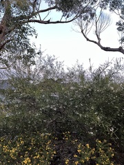 Grevillea linearifolia