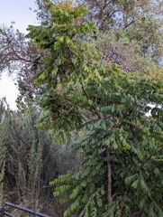 Koelreuteria paniculata
