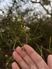 Grevillea linearifolia
