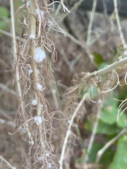 Rhopalomyia floccosa