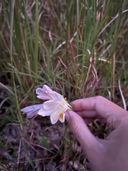 Iridaceae