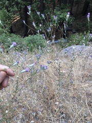 Lessingia leptoclada