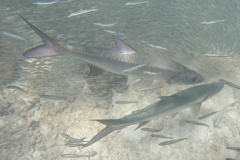Megalops atlanticus