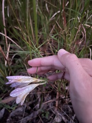 Iridaceae