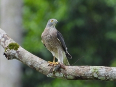Accipiter badius