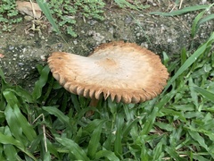 Chlorophyllum molybdites