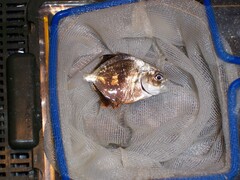 Trachinotus falcatus