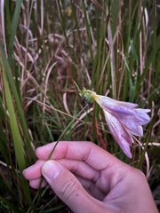 Iridaceae