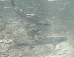 Megalops atlanticus
