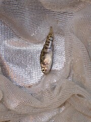 Cyprinodon variegatus