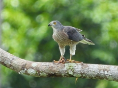 Accipiter badius