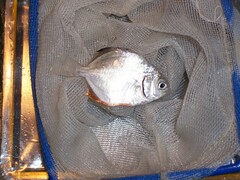 Trachinotus falcatus