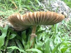 Chlorophyllum molybdites