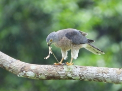 Accipiter badius