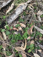 Hydrocotyle laxiflora