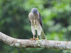 Accipiter badius