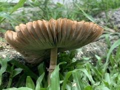 Chlorophyllum molybdites