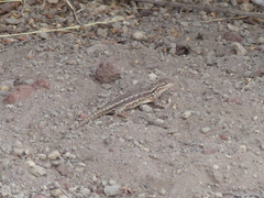 Sceloporus graciosus