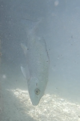 Lutjanus griseus