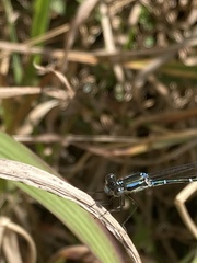 Austrolestes colensonis