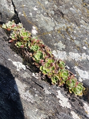 Saxifraga paniculata