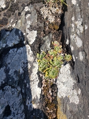 Saxifraga paniculata