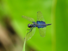 Rhyothemis triangularis