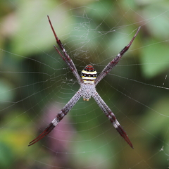 Argiope aetherea