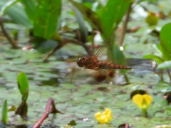 Hydrobasileus croceus