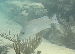 Lutjanus griseus
