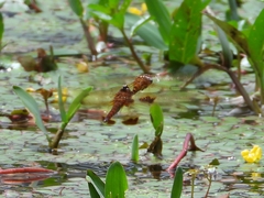 Hydrobasileus croceus