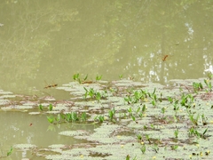 Hydrobasileus croceus