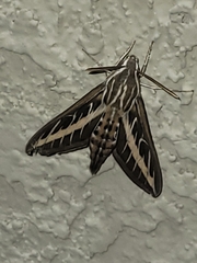 Hyles lineata