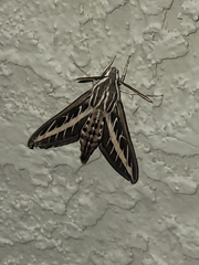 Hyles lineata